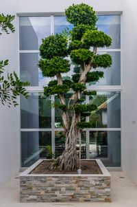 bonsai